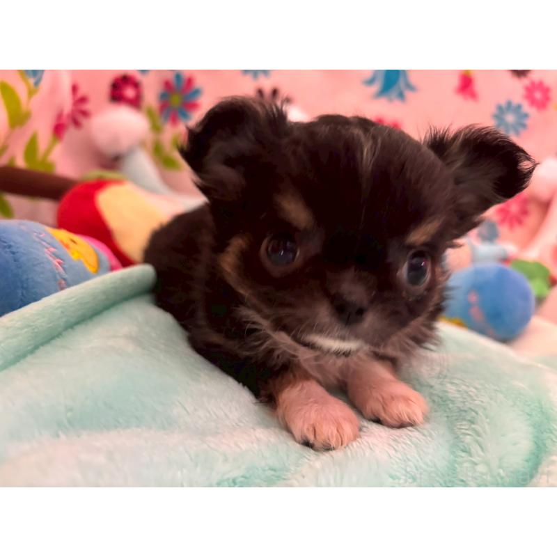 販売中の京都府のチワワ(ロングコート)-445632の7枚目