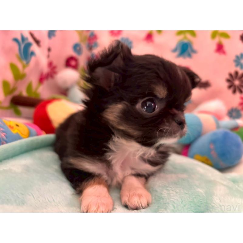 販売中の京都府のチワワ(ロングコート)-445632の5枚目