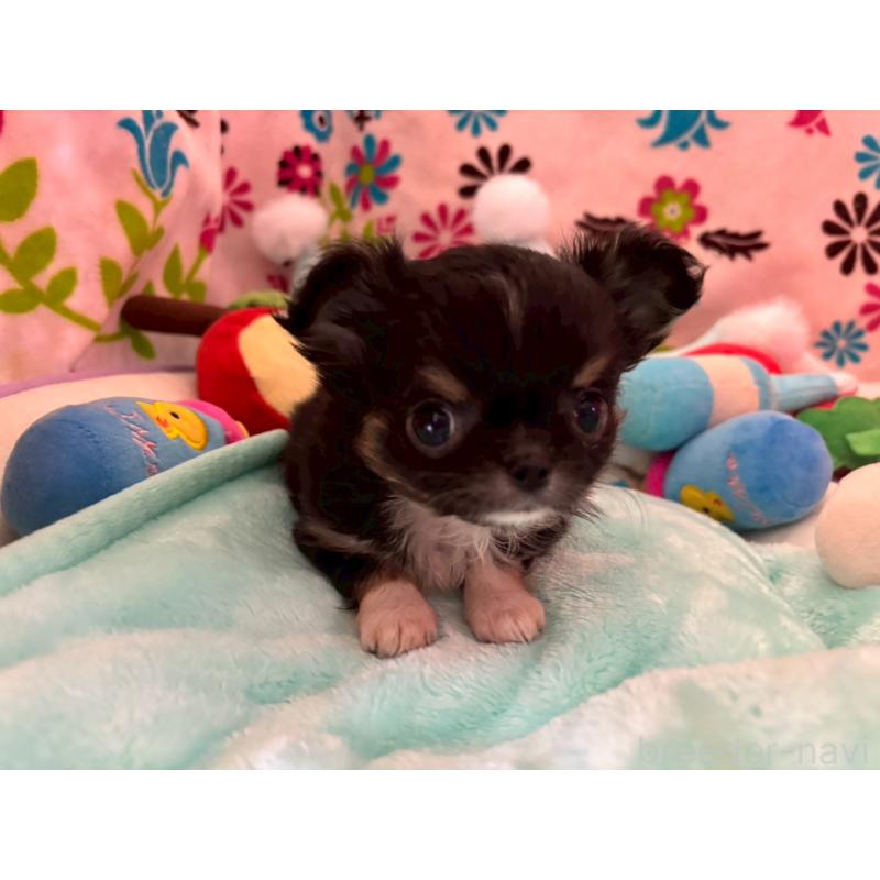 販売中の京都府のチワワ(ロングコート)-445632の6枚目