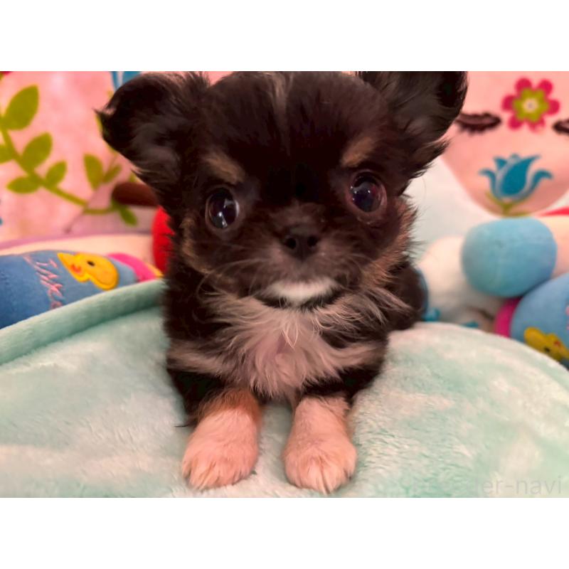 販売中の京都府のチワワ(ロングコート)-445632の4枚目