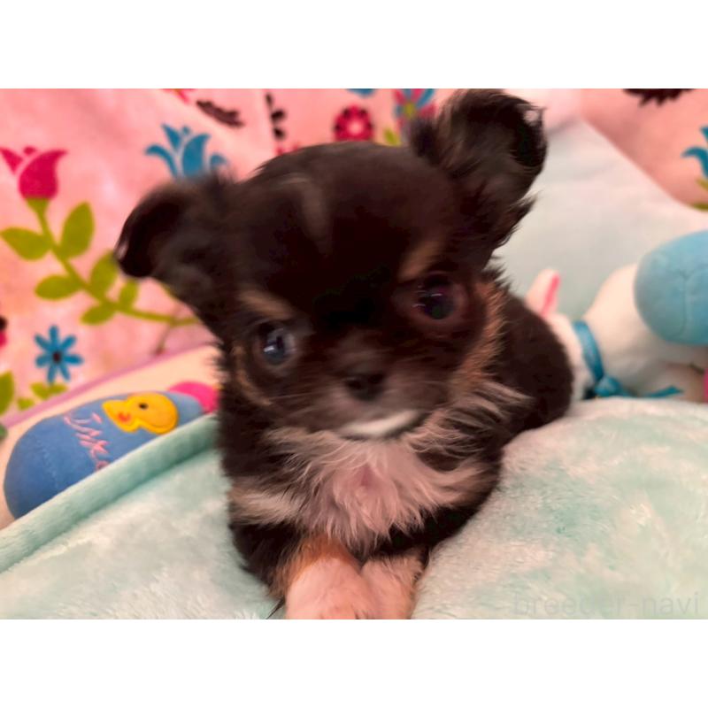 販売中の京都府のチワワ(ロングコート)-445632の3枚目