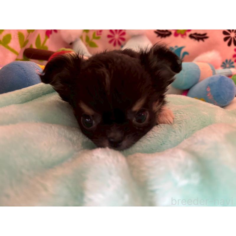 販売中の京都府のチワワ(ロングコート)-445632の2枚目