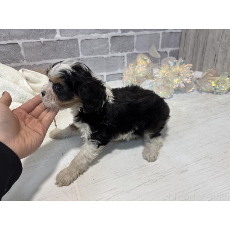 販売中の東京都のキャバマル:キャバリア×マルチーズ-445633の10枚目