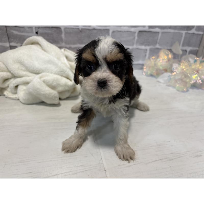 販売中の東京都のキャバマル:キャバリア×マルチーズ-445633の7枚目