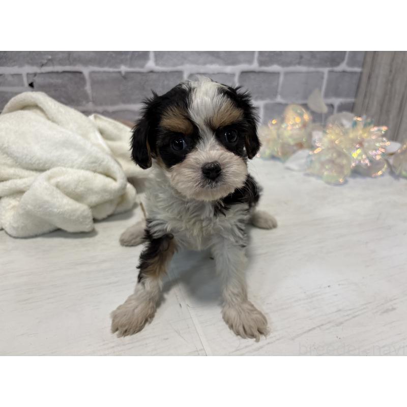 販売中の東京都のキャバマル:キャバリア×マルチーズ-445633の6枚目