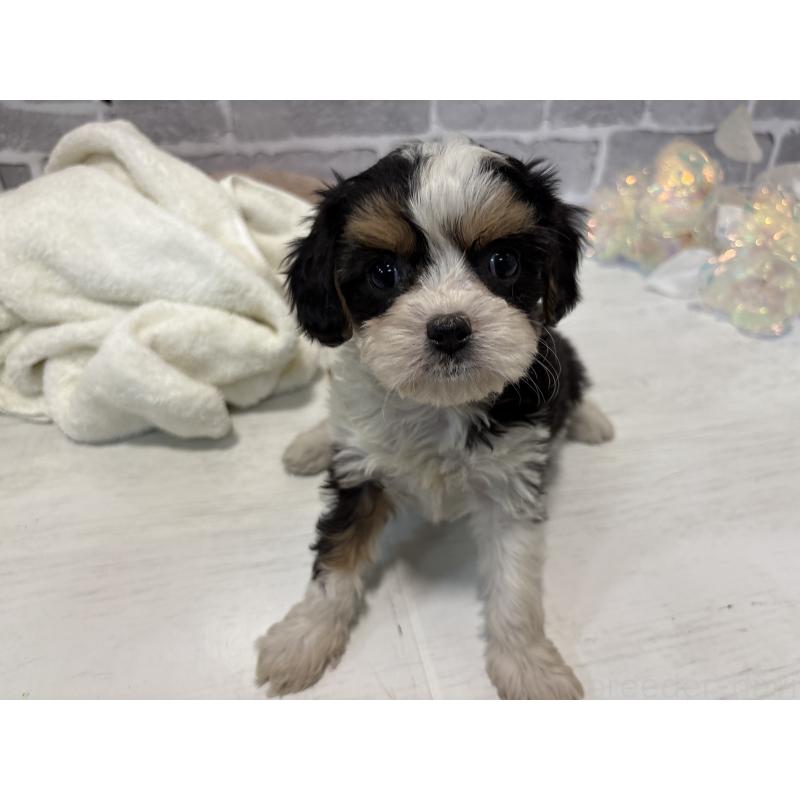 販売中の東京都のキャバマル:キャバリア×マルチーズ-445633の5枚目