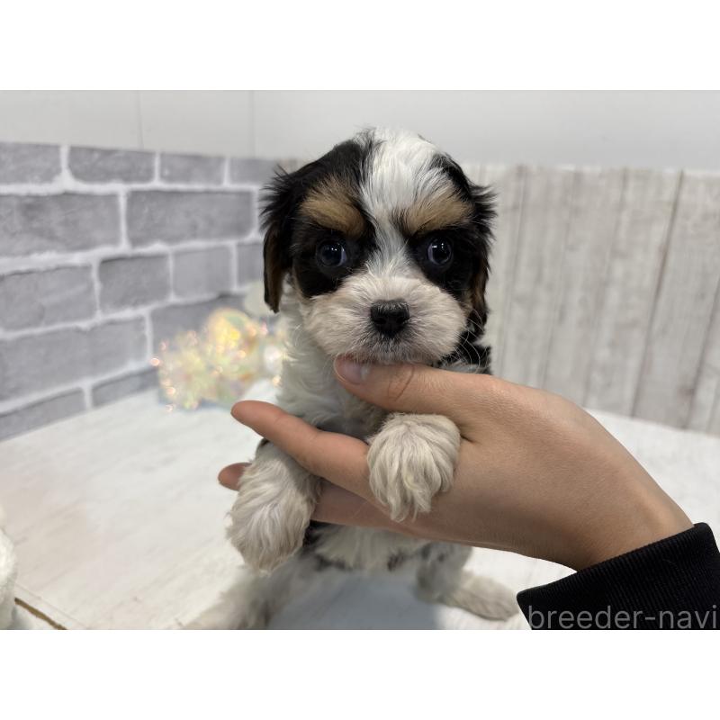 販売中の東京都のキャバマル:キャバリア×マルチーズ-445633の4枚目