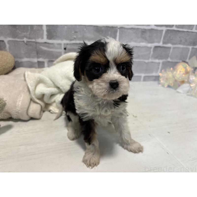 販売中の東京都のキャバマル:キャバリア×マルチーズ-445633の3枚目