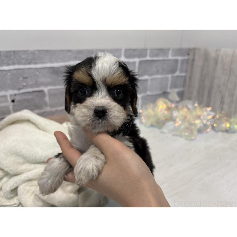 販売中の東京都のキャバマル:キャバリア×マルチーズ-445633の2枚目