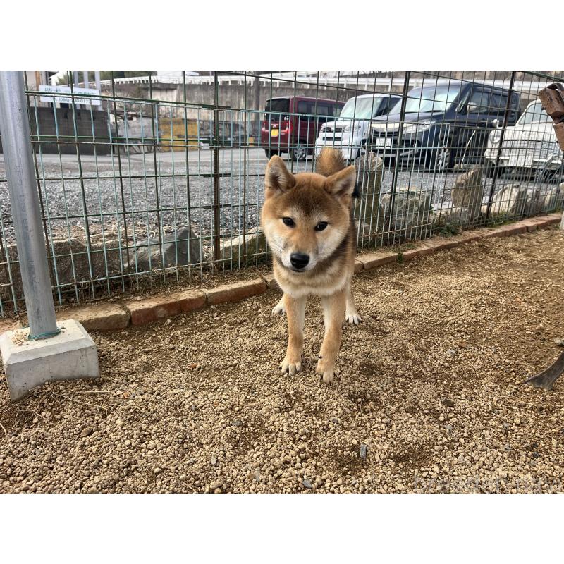 販売中の岡山県の柴犬-410344の5枚目