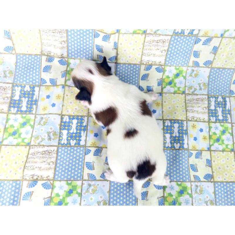 販売中の千葉県のパピヨン-445634の5枚目