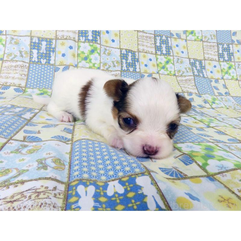 販売中の千葉県のパピヨン-445634の4枚目