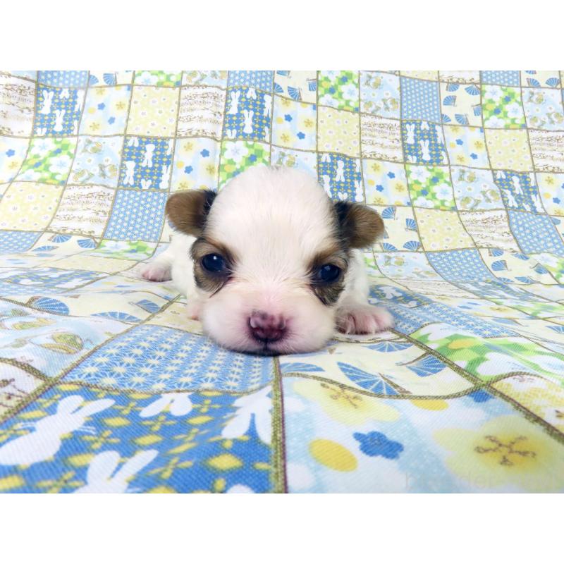 販売中の千葉県のパピヨン-445634の3枚目