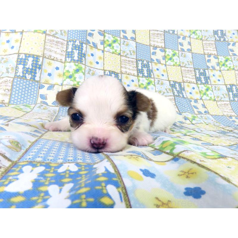 販売中の千葉県のパピヨン-445634の2枚目