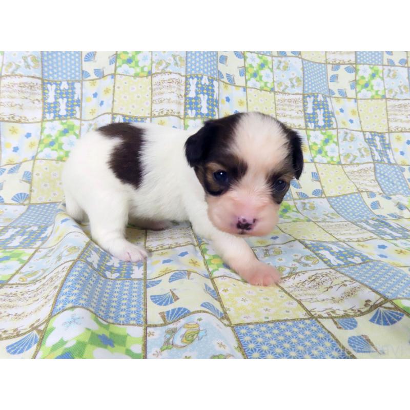 販売中の千葉県のパピヨン-445635の4枚目