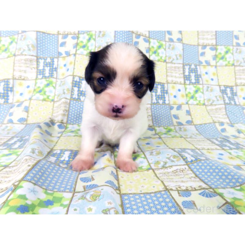 販売中の千葉県のパピヨン-445635の3枚目