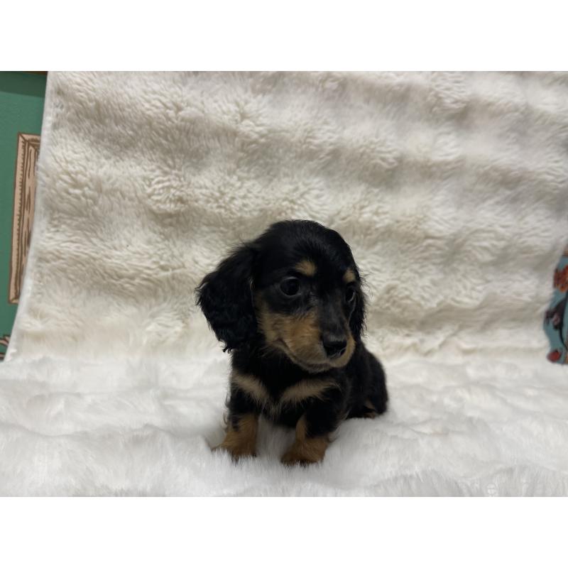 販売中の愛知県のミニチュアダックスフンド(ロングヘアード)-445636の5枚目