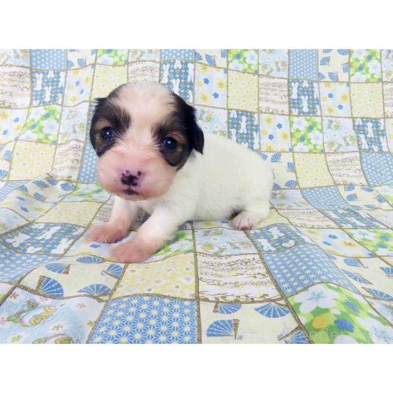 販売中の千葉県のパピヨン-445635の2枚目