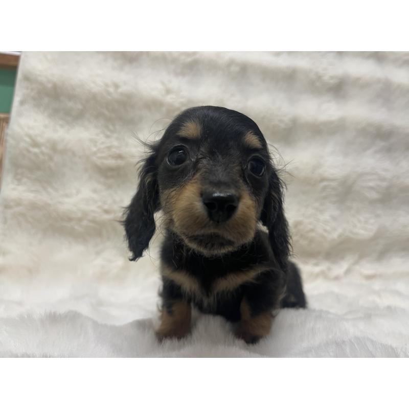 販売中の愛知県のミニチュアダックスフンド(ロングヘアード)-445636の4枚目