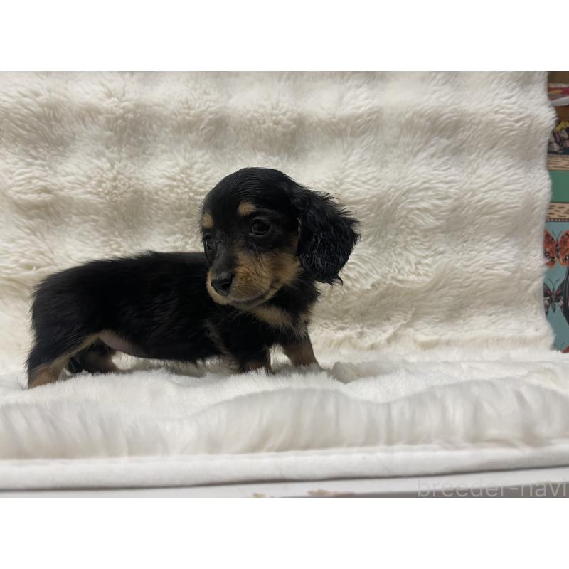 販売中の愛知県のミニチュアダックスフンド(ロングヘアード)-445636の2枚目