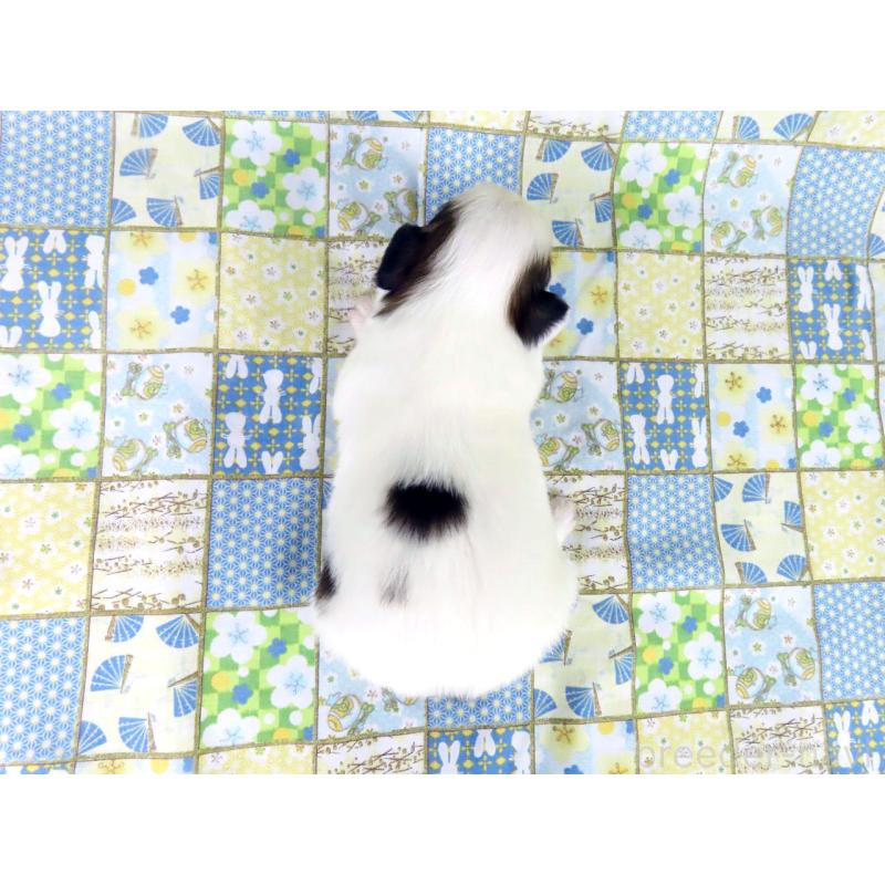 販売中の千葉県のパピヨン-445637の5枚目