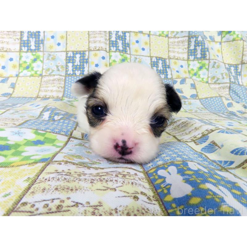 販売中の千葉県のパピヨン-445637の3枚目