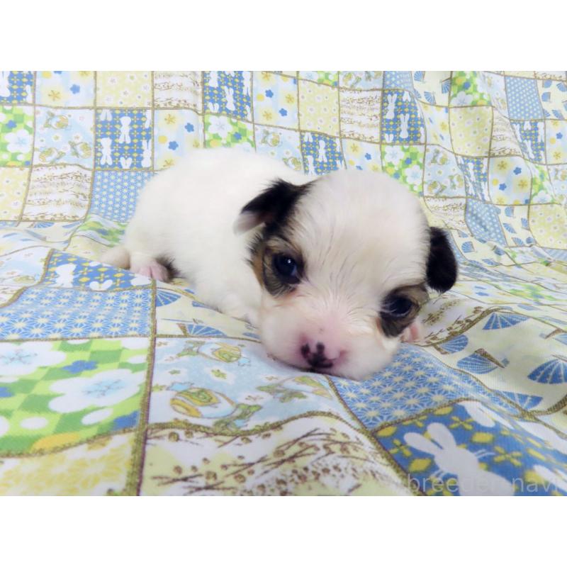 販売中の千葉県のパピヨン-445637の2枚目