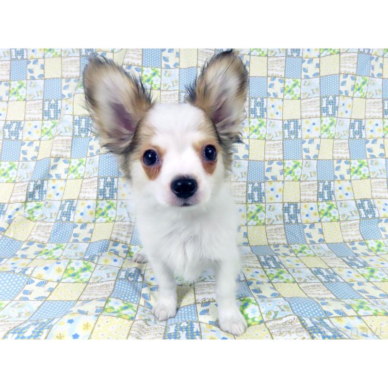 販売中の千葉県のパピヨン-431036の4枚目