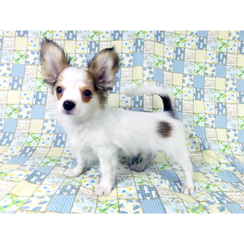 販売中の千葉県のパピヨン-431036の3枚目