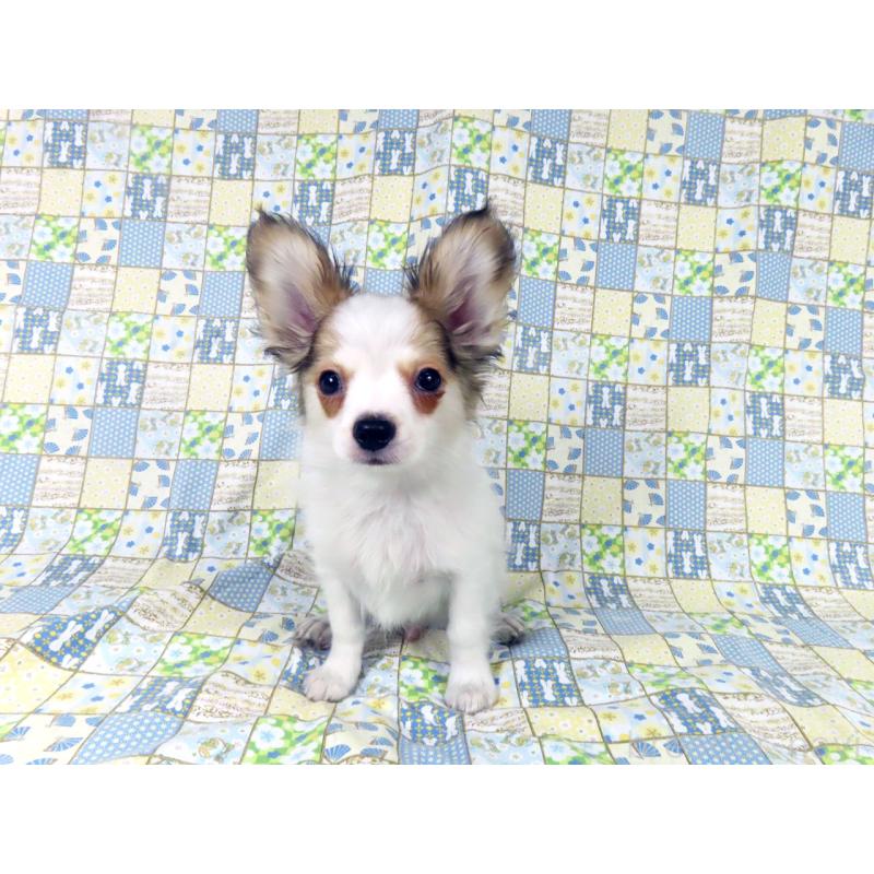 販売中の千葉県のパピヨン-431036の2枚目