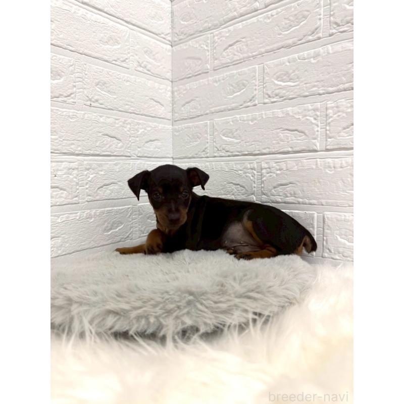 販売中の東京都のミニチュアピンシャー(ミニピン)-445639の11枚目