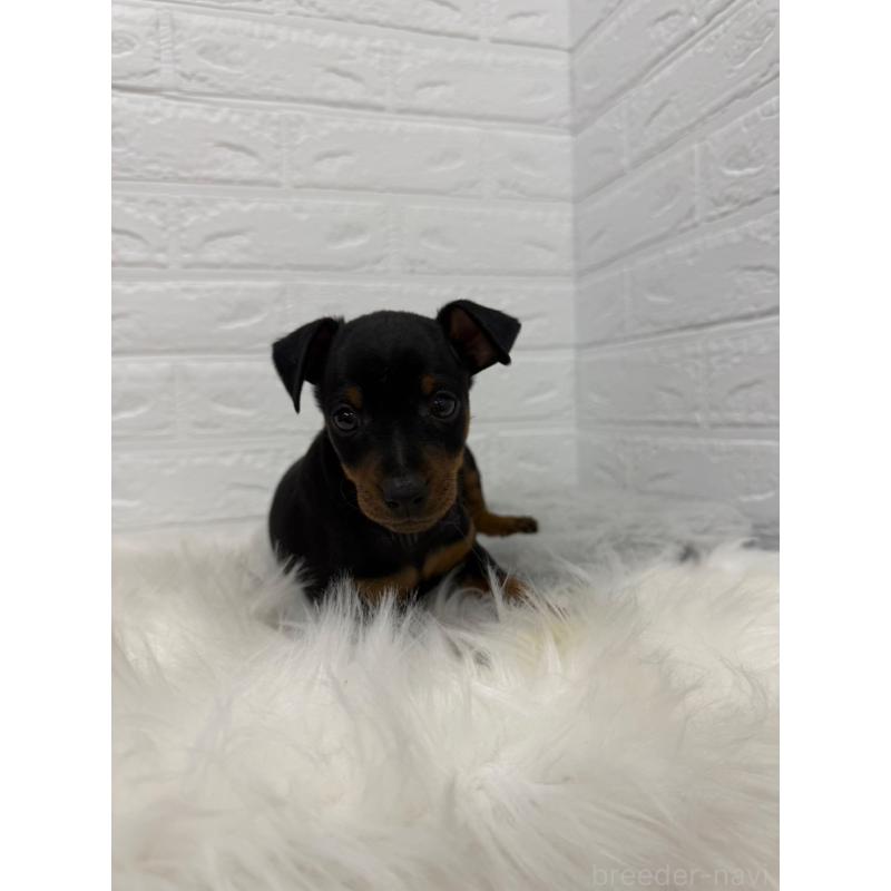 販売中の東京都のミニチュアピンシャー(ミニピン)-445639の8枚目