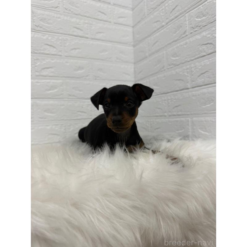 販売中の東京都のミニチュアピンシャー(ミニピン)-445639の4枚目