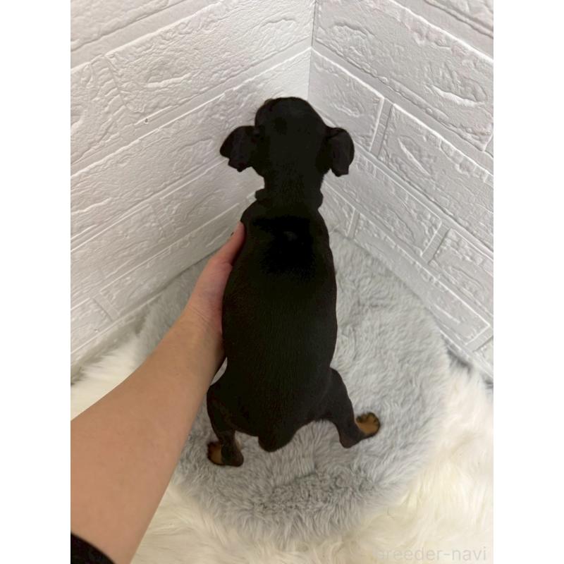 販売中の東京都のミニチュアピンシャー(ミニピン)-445639の3枚目