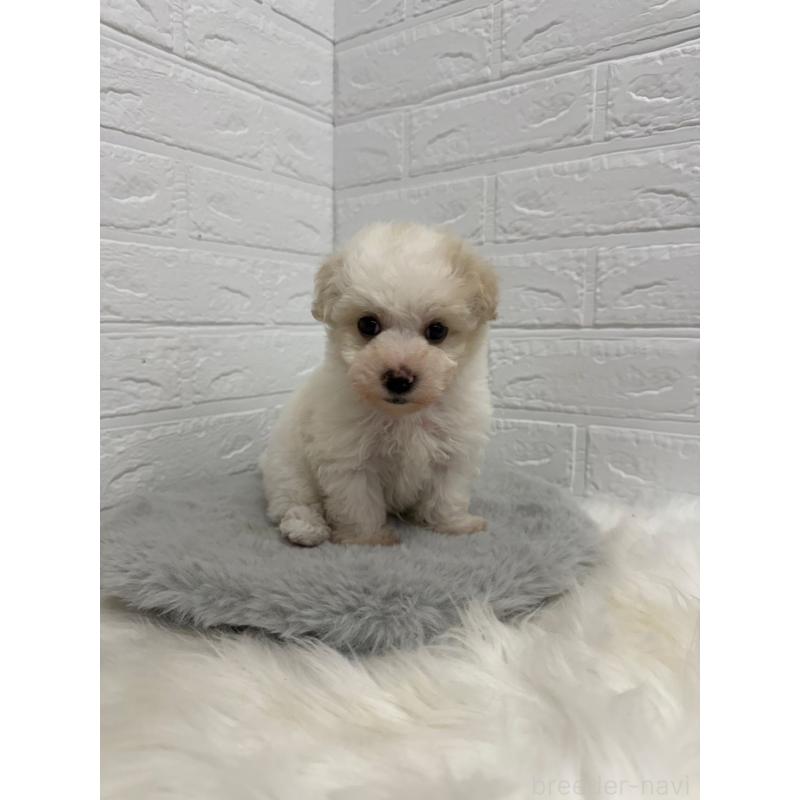 販売中の岡山県のビションフリーゼ-445640の10枚目