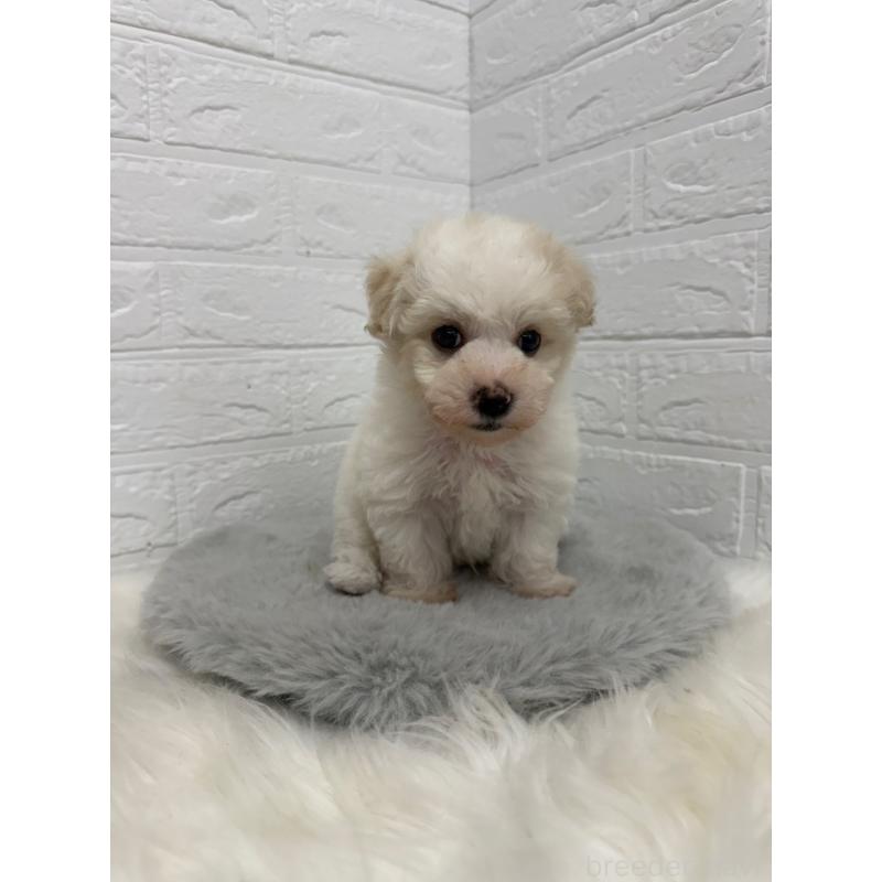 販売中の岡山県のビションフリーゼ-445640の9枚目