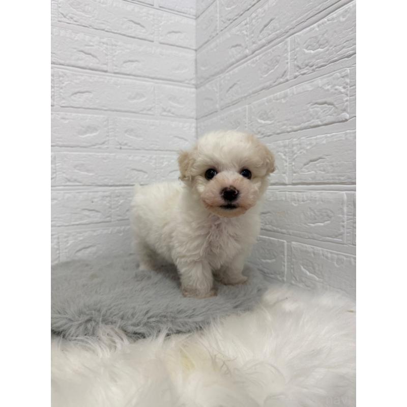 販売中の岡山県のビションフリーゼ-445640の7枚目