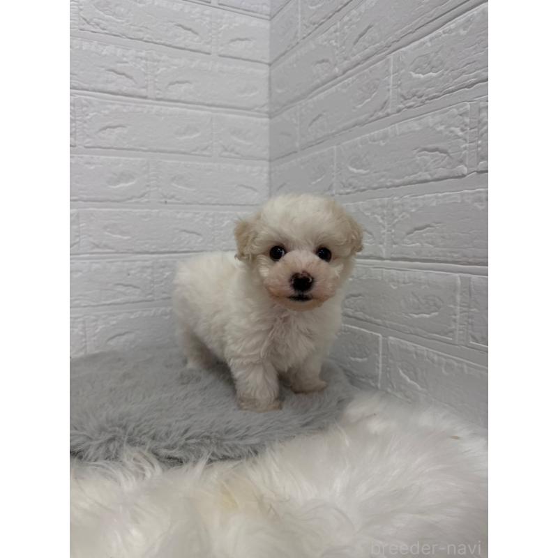 販売中の岡山県のビションフリーゼ-445640の6枚目