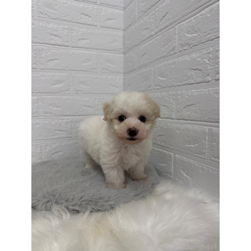 販売中の岡山県のビションフリーゼ-445640の5枚目