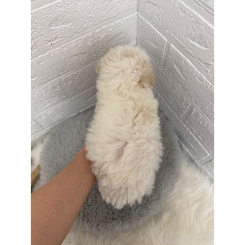 販売中の岡山県のビションフリーゼ-445640の4枚目