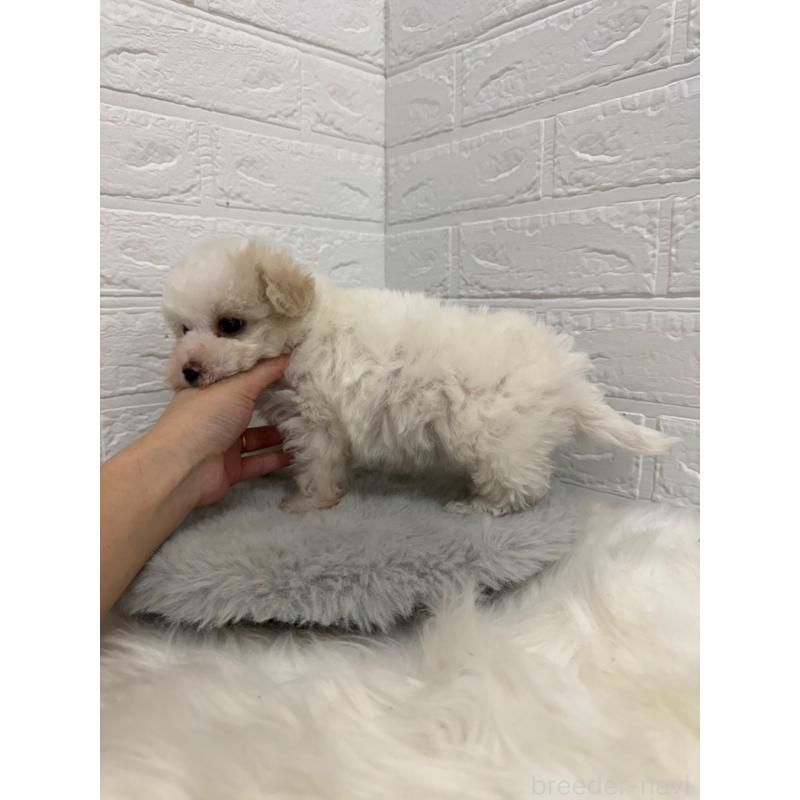 販売中の岡山県のビションフリーゼ-445640の3枚目