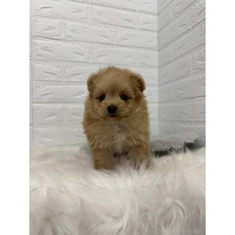 販売中の岡山県のポメプー:ポメラニアン×トイプードル-445641の9枚目