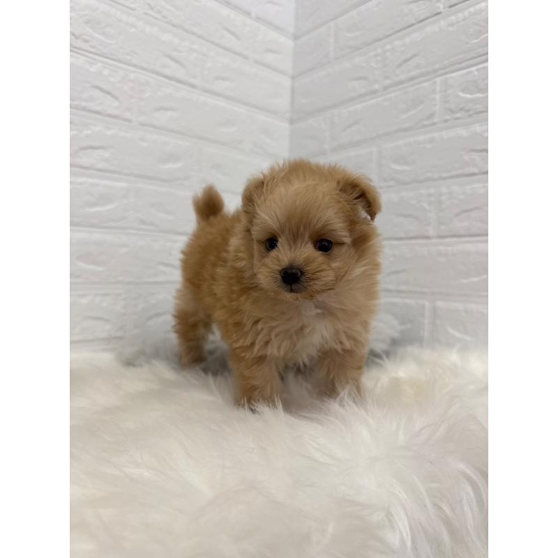 販売中の岡山県のポメプー:ポメラニアン×トイプードル-445641の8枚目