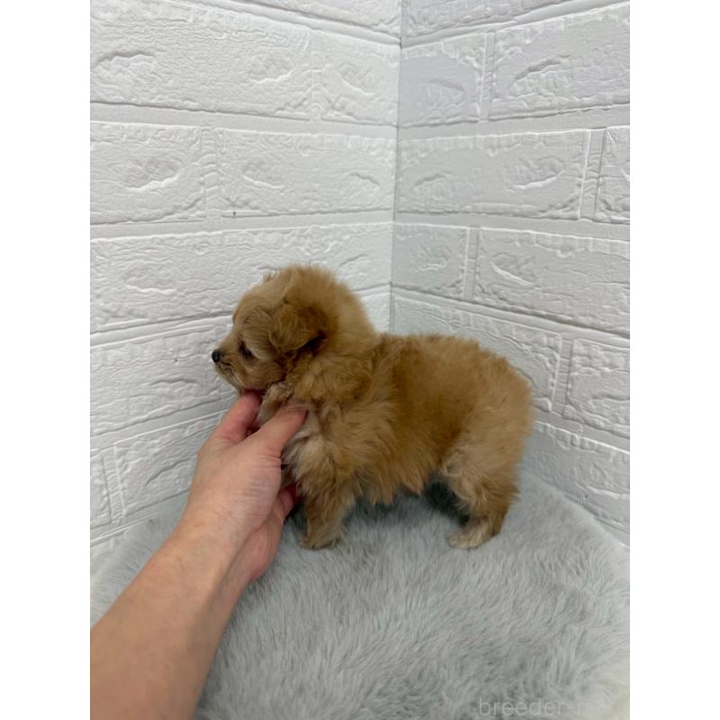 販売中の岡山県のポメプー:ポメラニアン×トイプードル-445641の4枚目