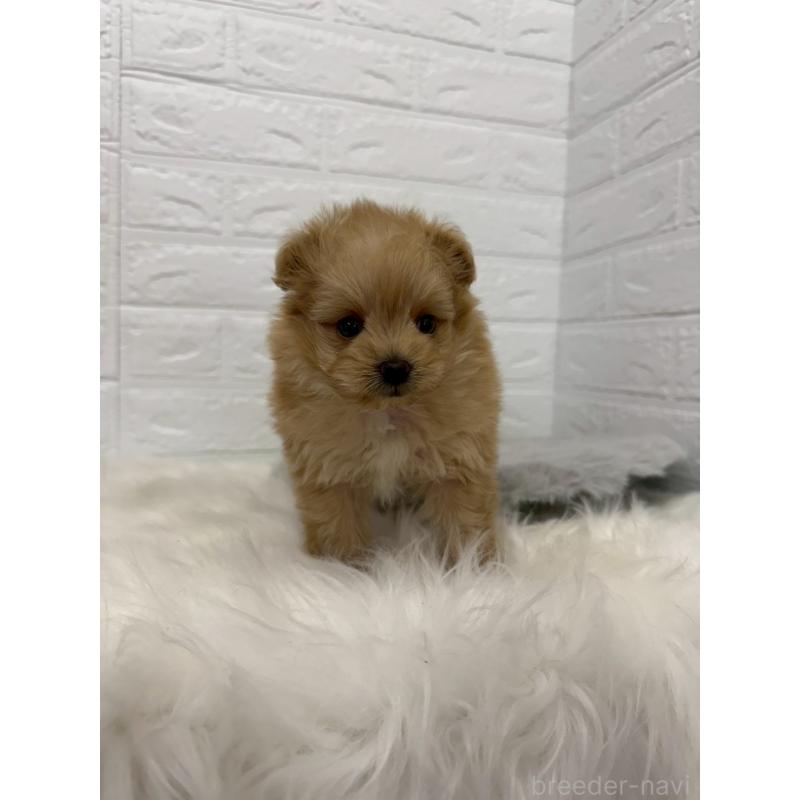 販売中の岡山県のポメプー:ポメラニアン×トイプードル-445641の2枚目