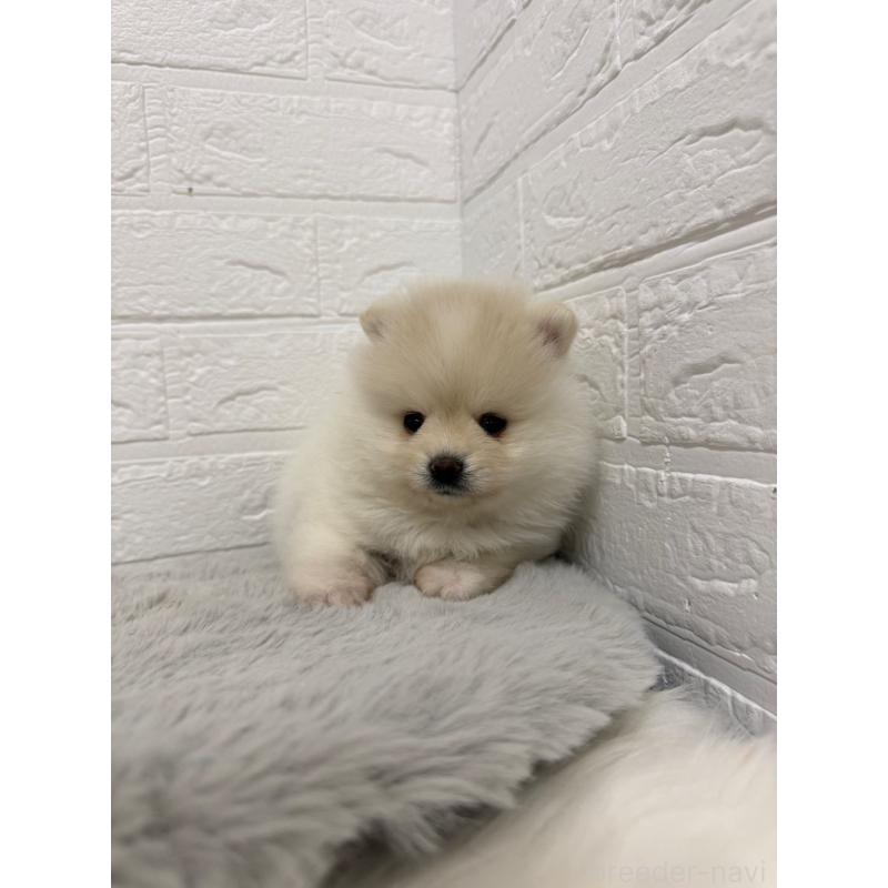 販売中の岡山県のポメラニアン-445642の14枚目