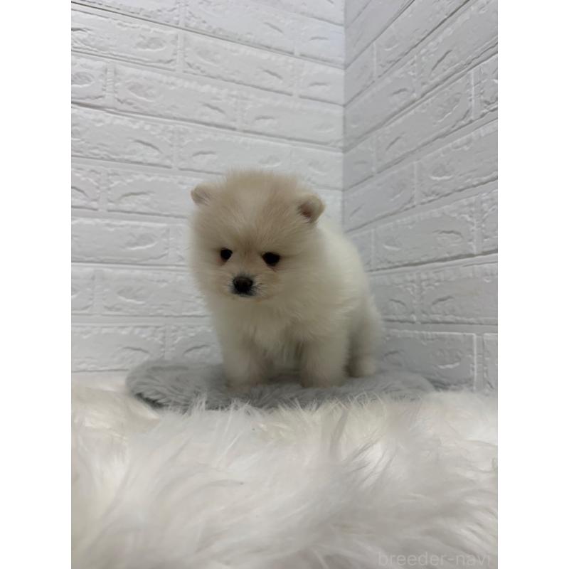 販売中の岡山県のポメラニアン-445642の12枚目