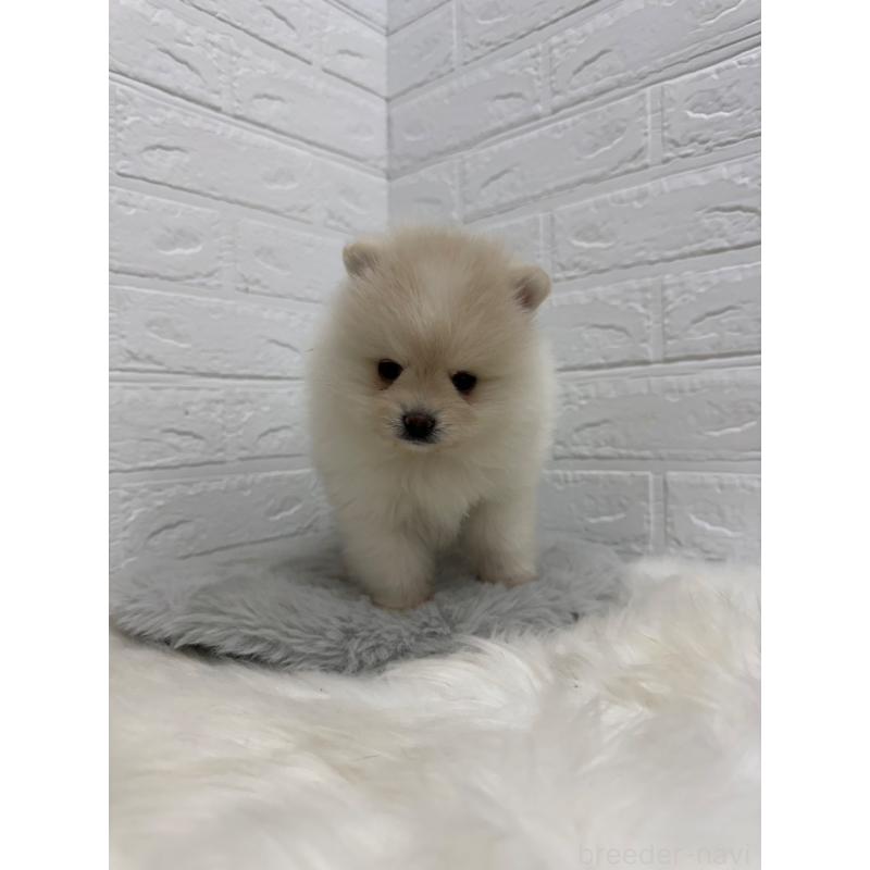 販売中の岡山県のポメラニアン-445642の10枚目