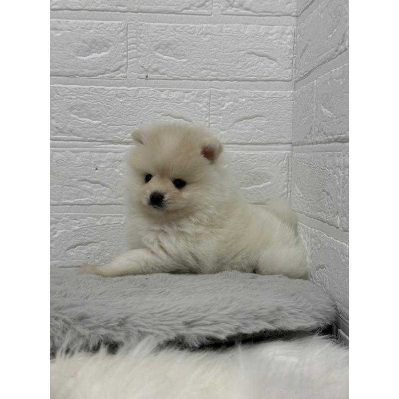 販売中の岡山県のポメラニアン-445642の9枚目