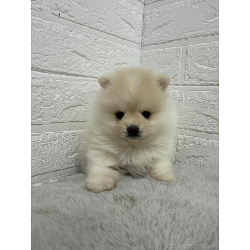 販売中の岡山県のポメラニアン-445642の8枚目